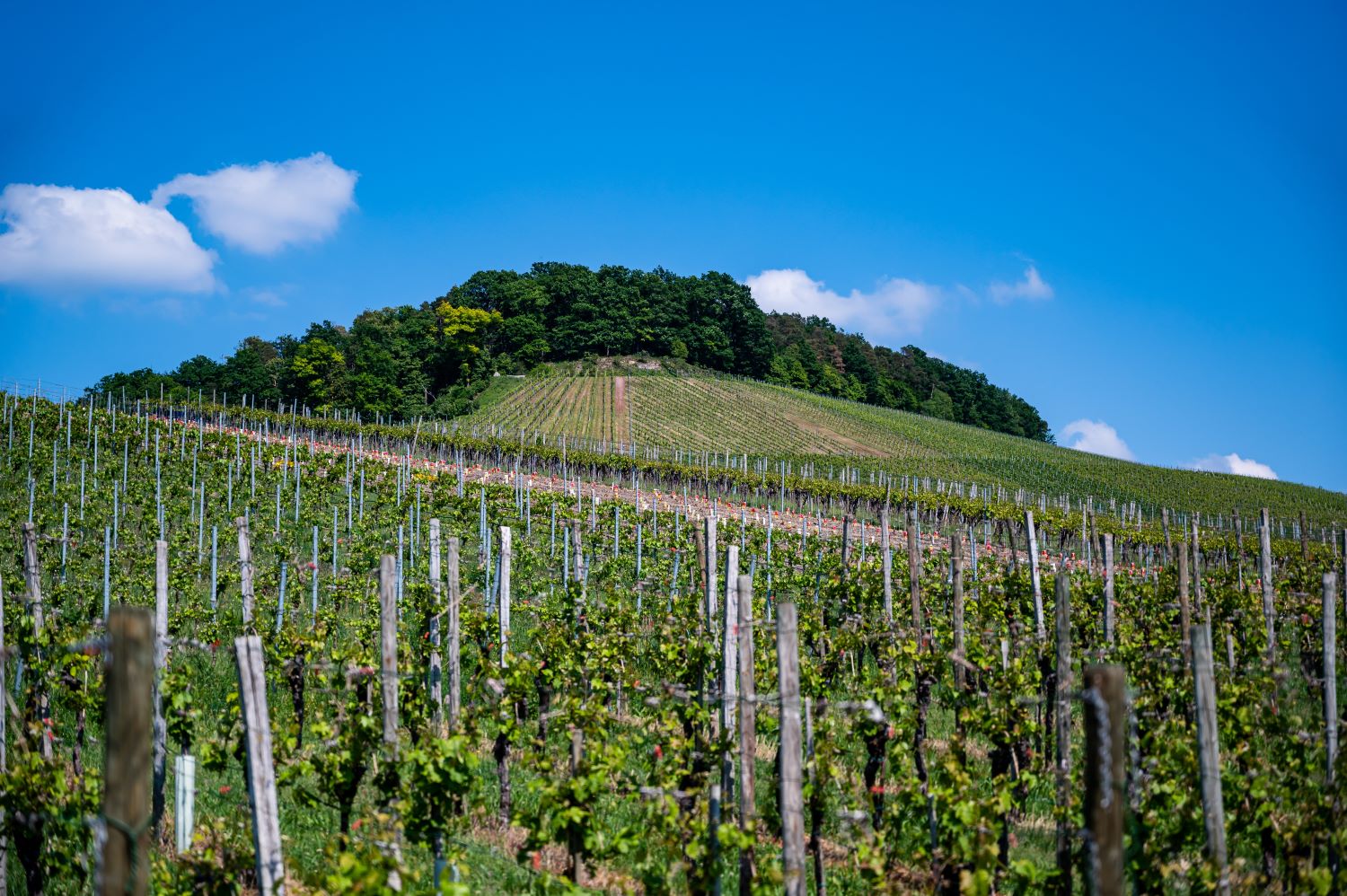 5 wine tasting tips to elevate your wine tours during your stay at a hotel in Malta